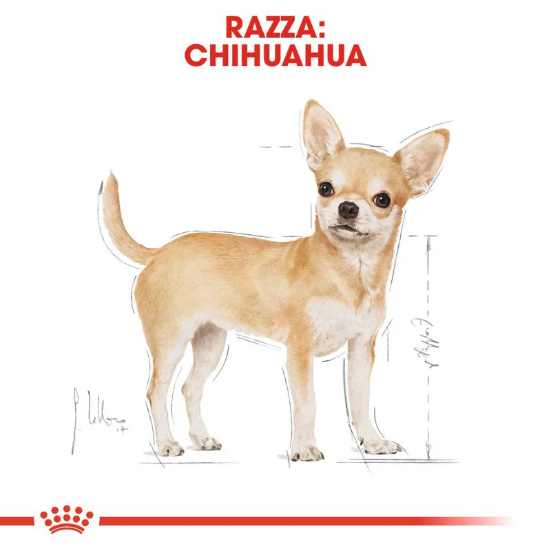 12x85g Royal Canin Adult Chihuahua Mousse - Umido Cane - immagine 7