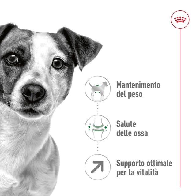 2x2kg Royal Canin Mini Adult 8+ - Crocchette per Cani - immagine 5