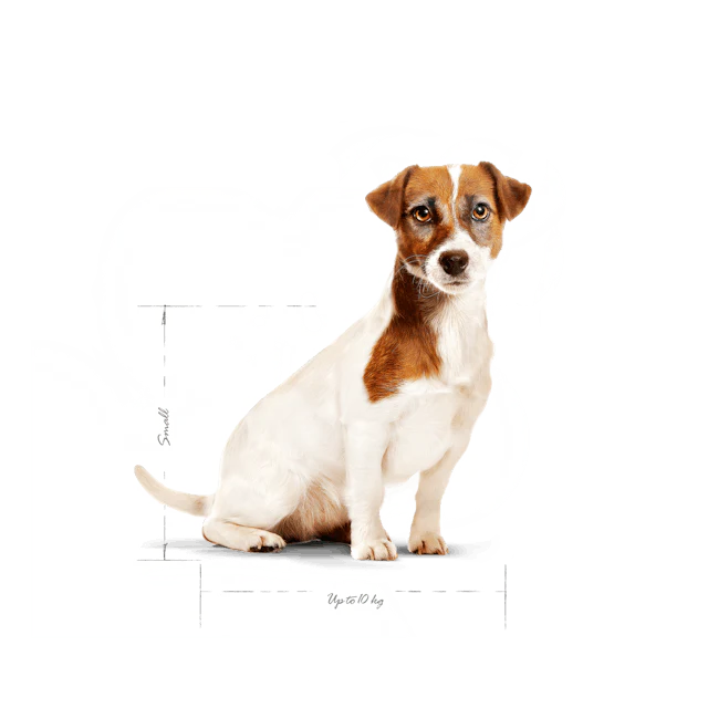 2x2kg Royal Canin Mini Adult 8+ - Crocchette per Cani - immagine 4