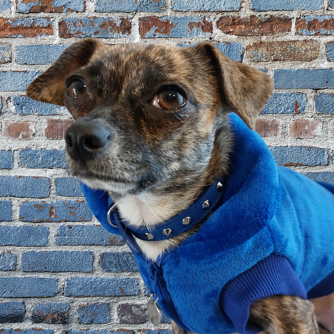 Cappottino per cani Snug&Fit in morbida pelliccetta e interno pile – BLU – Limited Edition - immagine 5