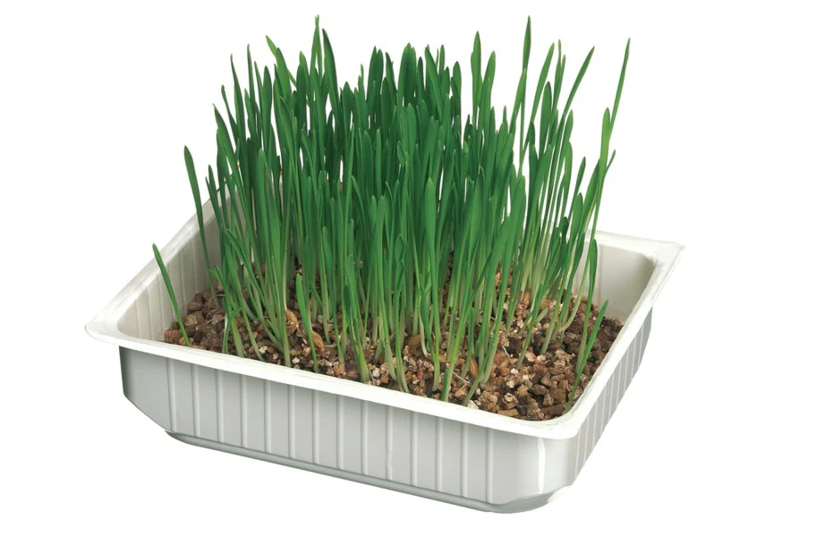 Camon Erba Gatti Semi Orzo Vaschetta 130g - immagine 3