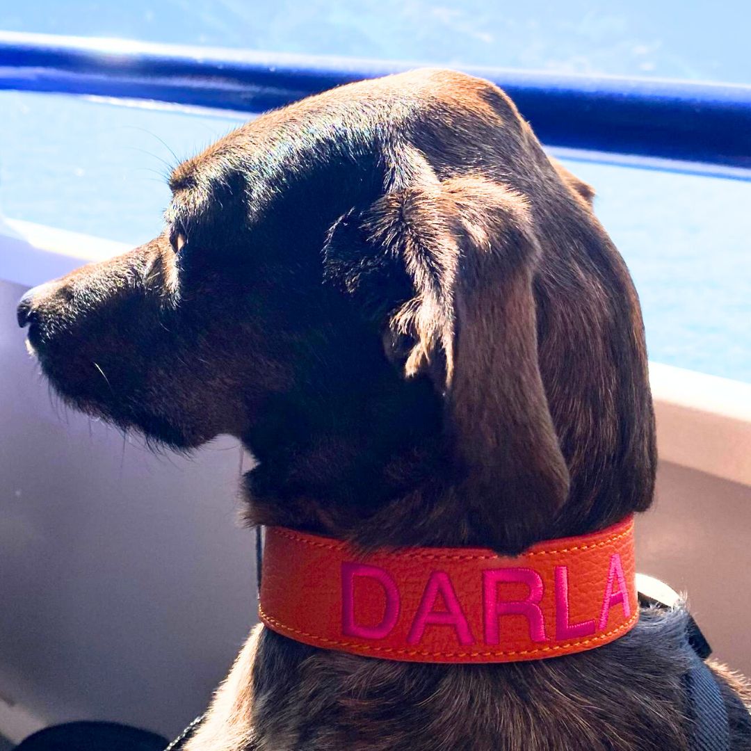 Collare cane Personalizzato con Ricamo e/o Set Ricamato - immagine 5