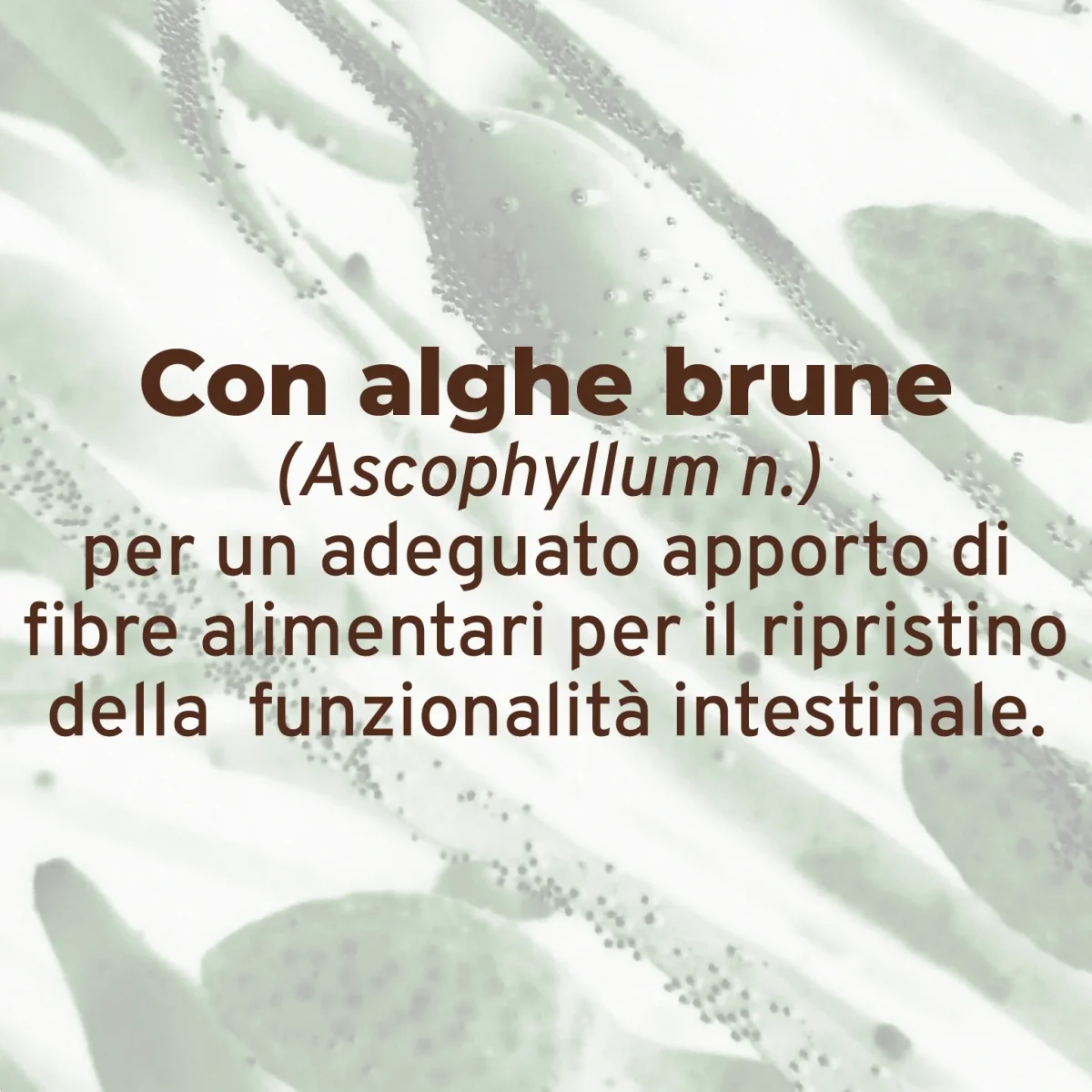 Forza10 Intestinal Colon Pesce Umido Cane 390g - immagine 7