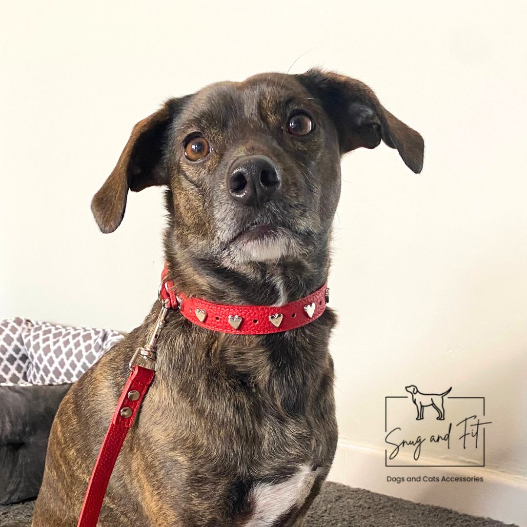 Collare cane HEART by Snugandfit – Vera Pelle – Rosso borchie Cuori - immagine 6