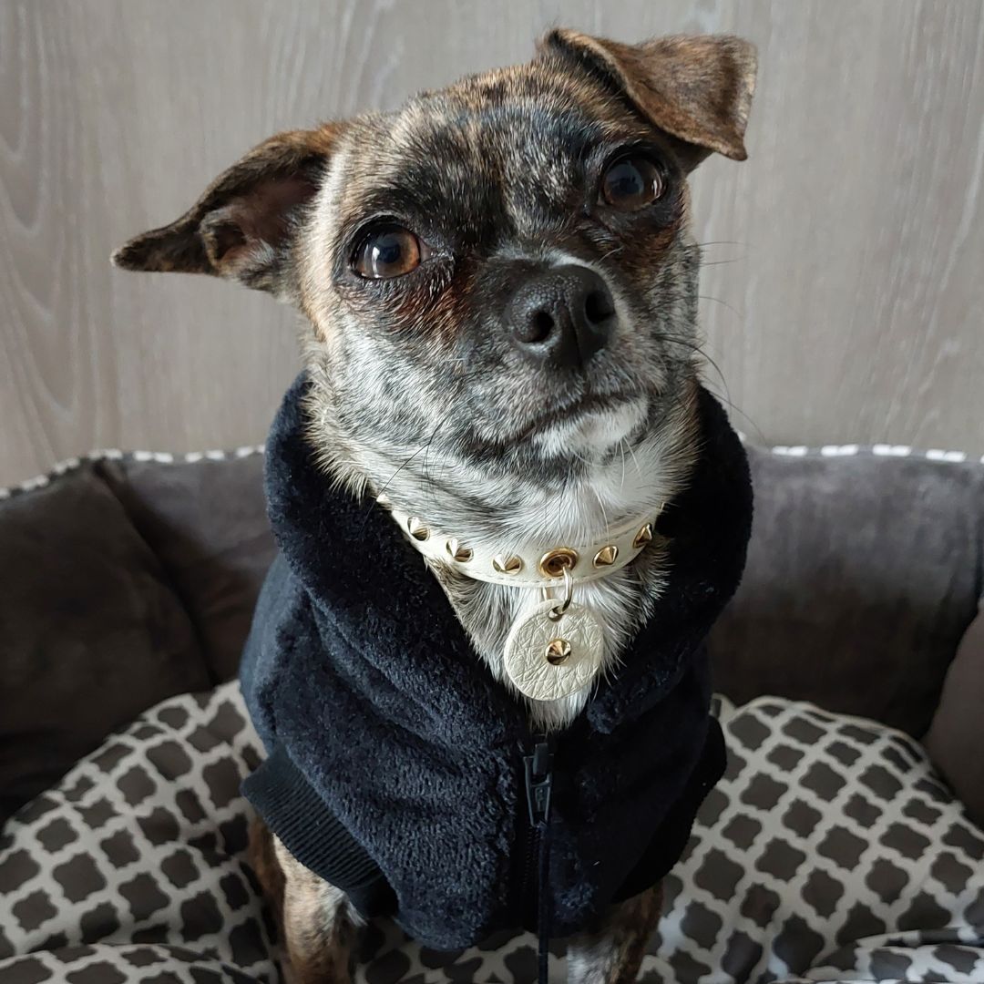 Cappottino per cani Snug&Fit in morbida pelliccetta e interno pile – NERO – Limited Edition - immagine 5