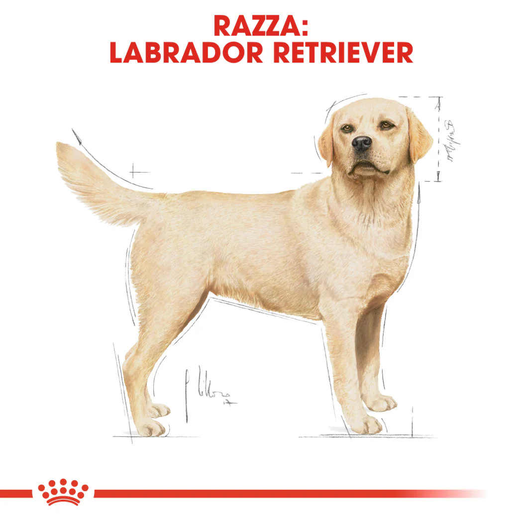 2x12kg Royal Canin Labrador Retriever Adult - Crocchette per Cani - immagine 7