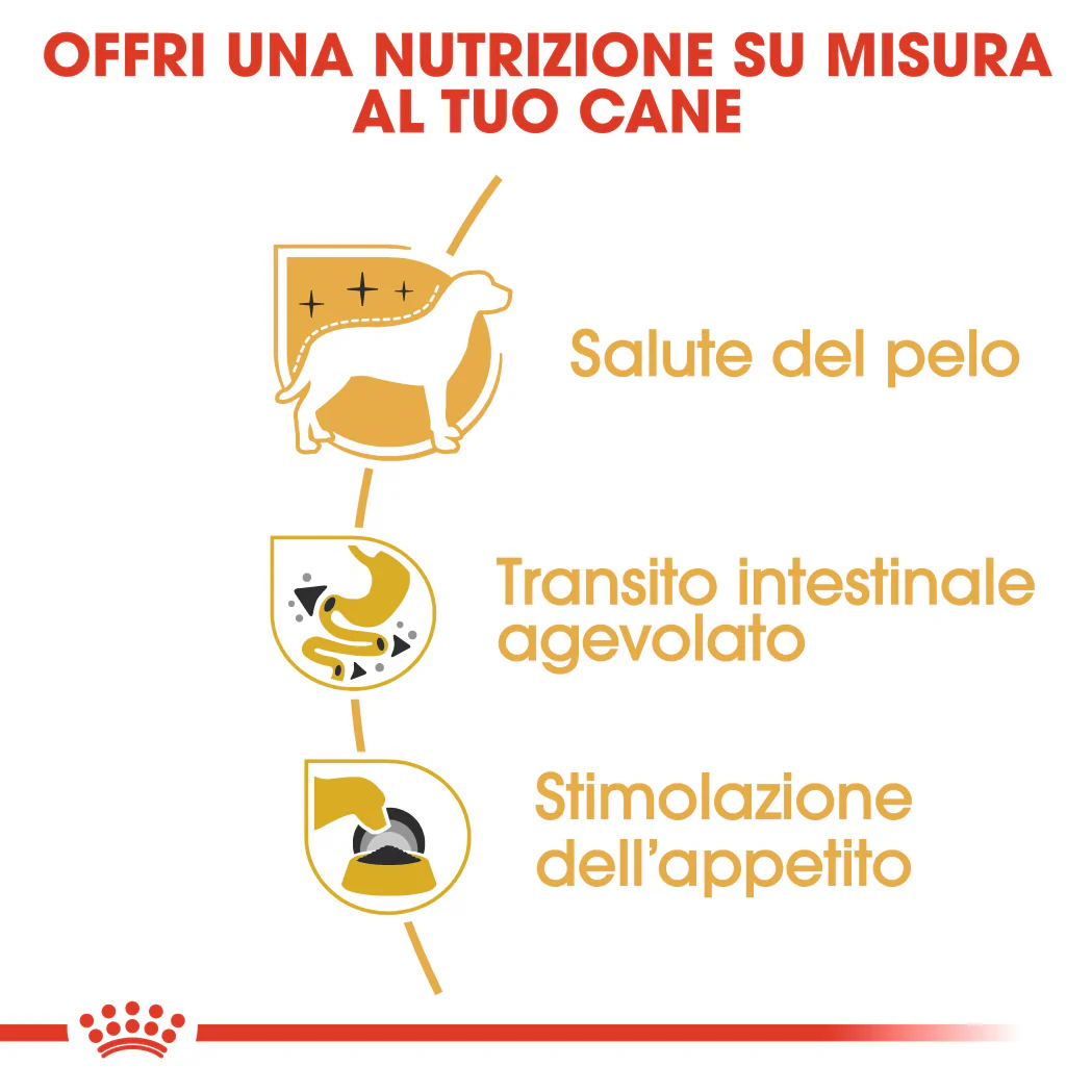 48x85g Royal Canin Chihuahua - Cibo Umido per Cani - immagine 6