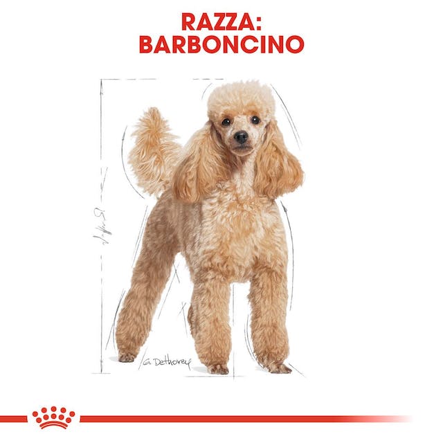 12x85g Royal Canin Barboncino Poodle - Cibo Umido per Cani - immagine 5