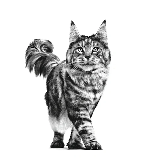 12x85g Royal Canin Early Renal Veterinary - Umido Gatto - immagine 5