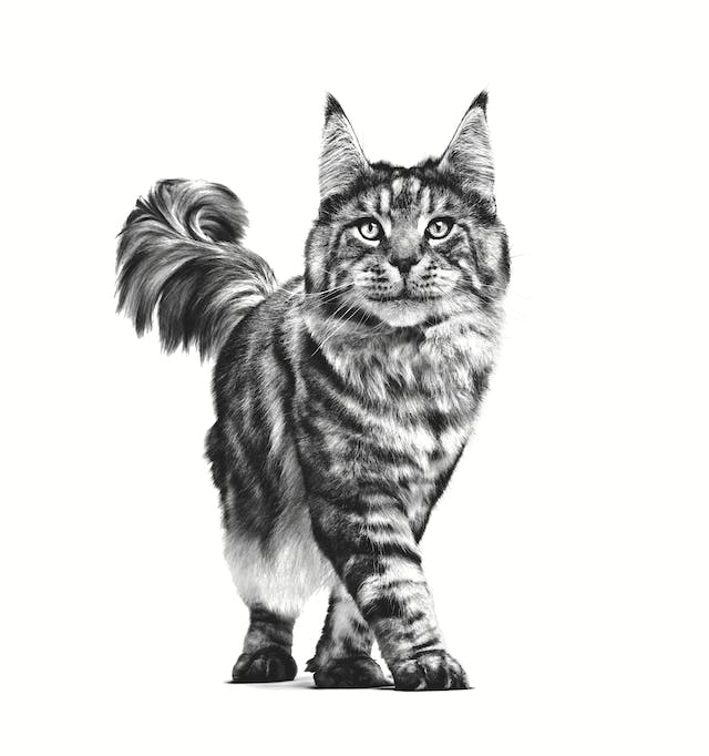 12x85g Royal Canin Gastrointestinal Fibre Response - Gatto - immagine 5