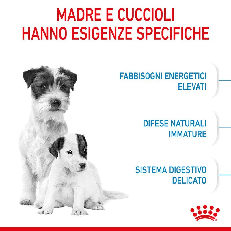 Royal Canin Starter Mother&Babydog Mini 1kg - Crocchette per Cani Cuccioli - immagine 8