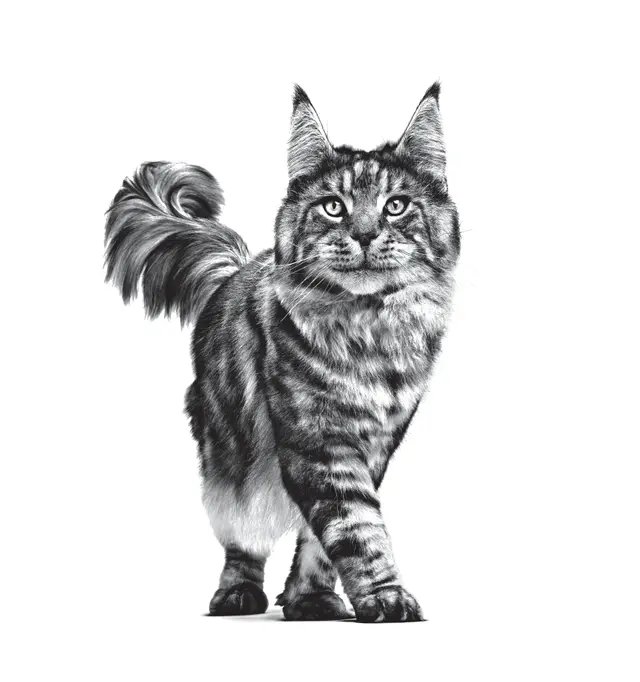 12x85g Royal Canin Renal Alimento Dietetico Gatto Pesce - immagine 8