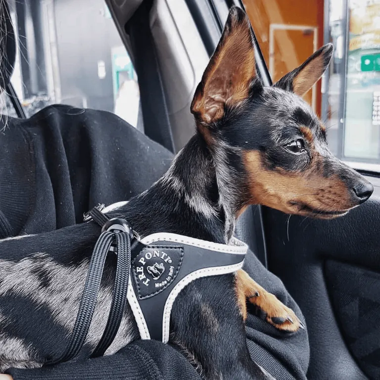 Tre Ponti Easy Fit Original Azzurro Nero Taglia 1.5 - immagine 4