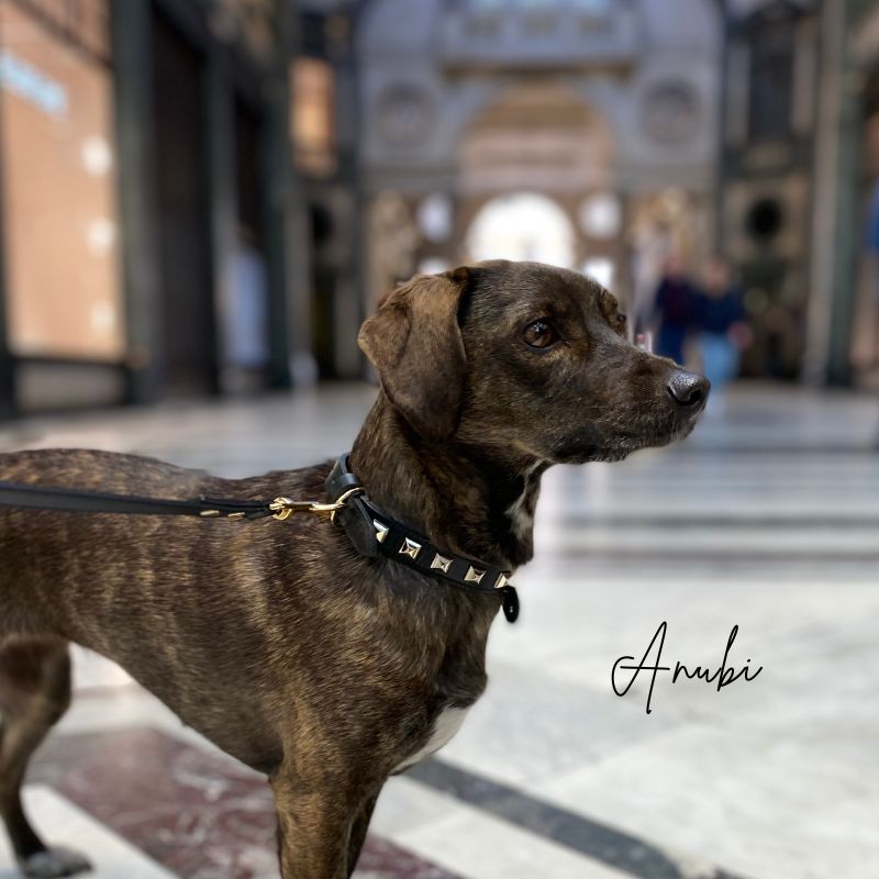 Collare cane ANUBI in vera pelle nero con borchie oro - immagine 4