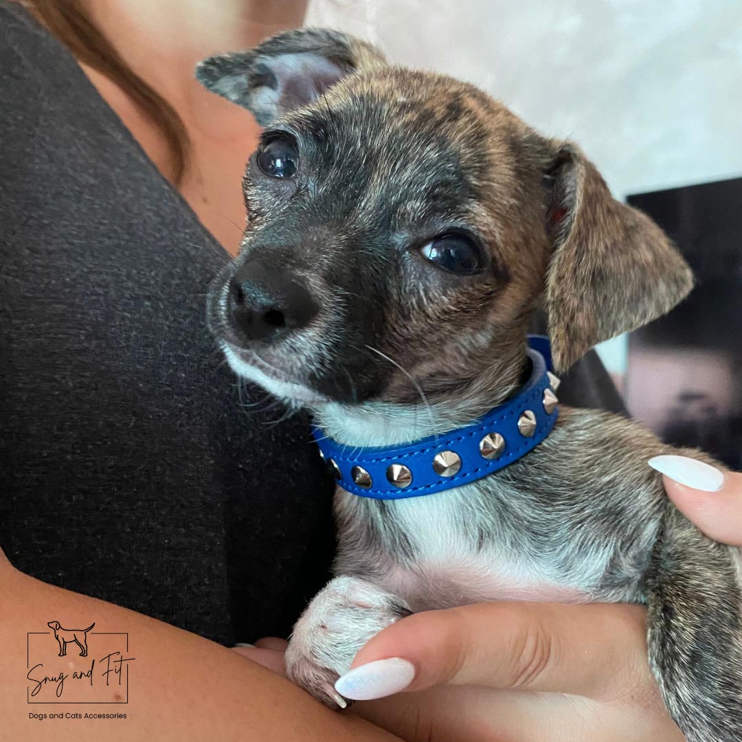 Collare cane in vera pelle LINEA SKY con borchie – blu elettrico - immagine 5