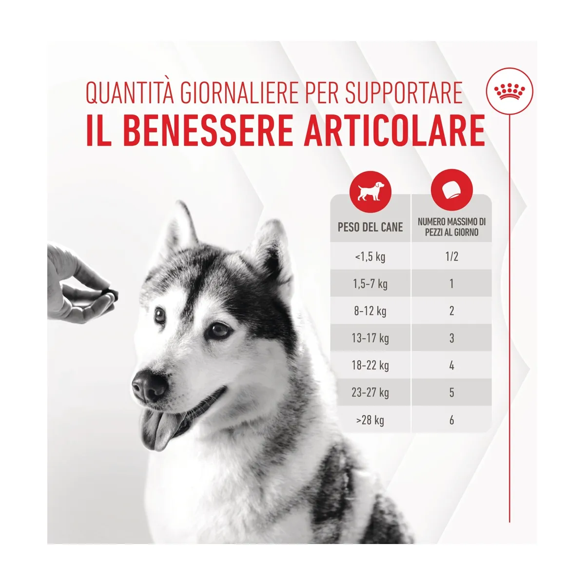 ROYAL CANIN Joint & Ageing Supplement 240G - immagine 4